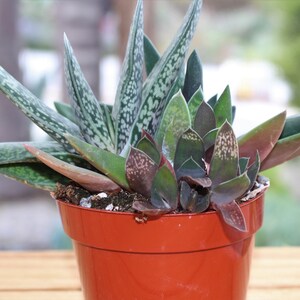 Gasteria Variegated Succulent Plant image 1