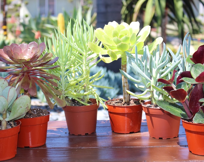 Succulent 6 Plants 4 inch pots, landscape plants