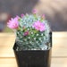 see more listings in the Plants under $6 section