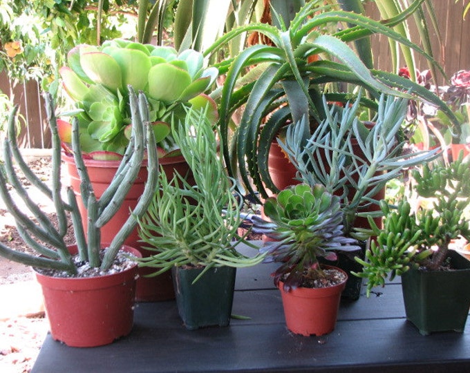 Drought Tolerant Landscape 7 Plants, different sizes