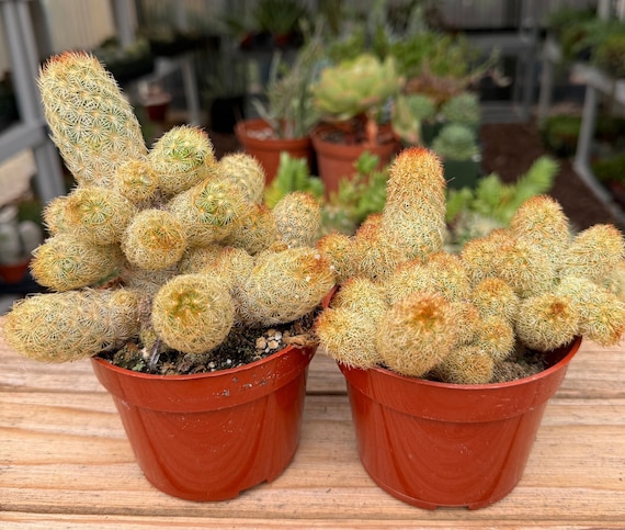 Mammillaria Elongata Cactus Plant - Etsy