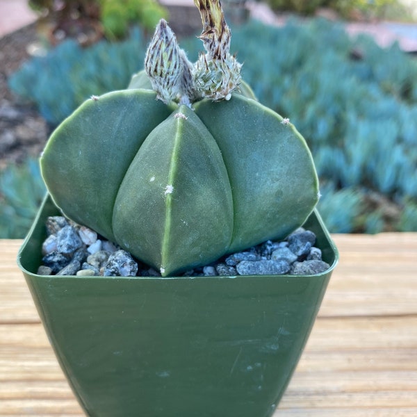 Astrophytum Myriostigma Nudum  Bishops hat Cactus Plant