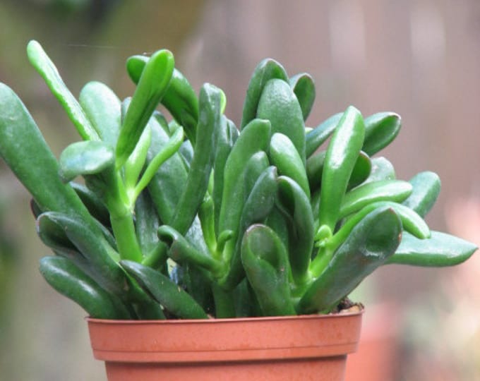 Crassula Monstrose Succulent Plant
