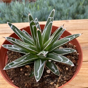 Agave Victoriae Regina’s Succulent Plant in 6 inch pot