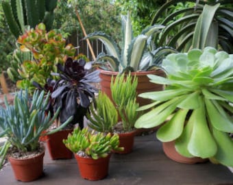 Succulent Plant Assortment, Landscape Special, Drought Tolerant