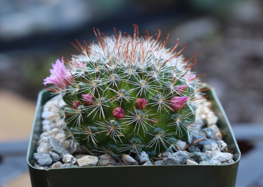 Mammillaria Zeilmanniana Cactus Plant - Etsy