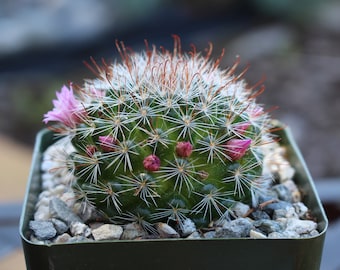 Mammillaria Zeilmanniana Cactus Plant