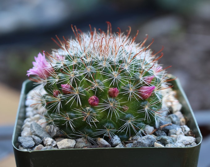 Mammillaria Zeilmanniana Cactus Plant