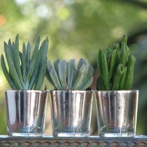 May include: Three small succulent plants in silver-colored pots. The plants are green and have different shapes and textures.
