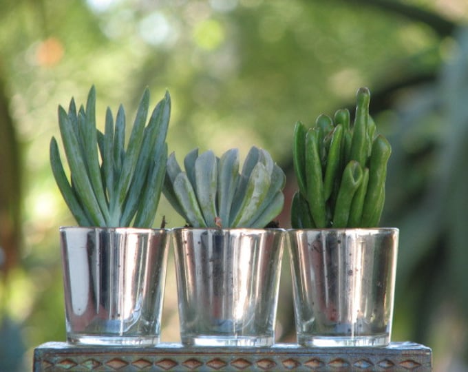 5 Succulent Plant Favors, Silver Glass Pot