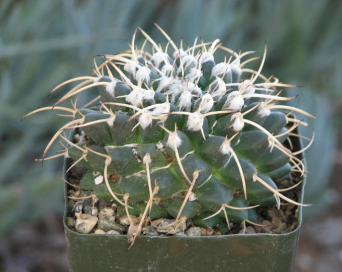 Mammillaria Kramen Cactus Plant