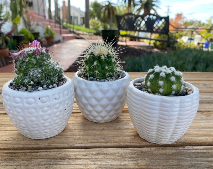 Mini potted cactus  Plant Set of three Ceramic White pots, gift plant