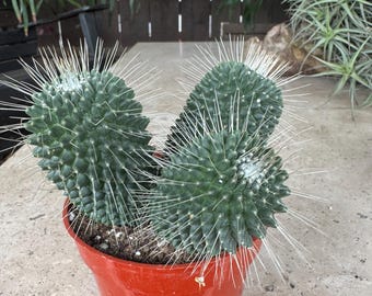 Mammillaria Spinossisima Un Pico Cactus Plant trio