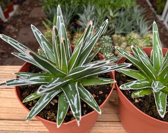 Agave Royal, succulent plant