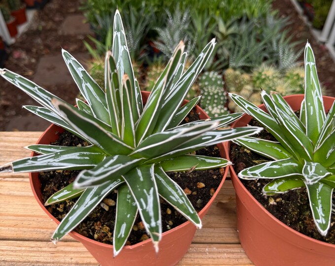 Agave Royal, succulent plant
