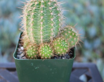 Lobivia Purporominata Clumping Cactus Plant 4 inch pot