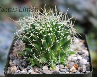 Mammillaria Campotricha Cactus Plant