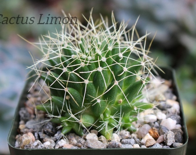 Mammillaria Campotricha Cactus Plant