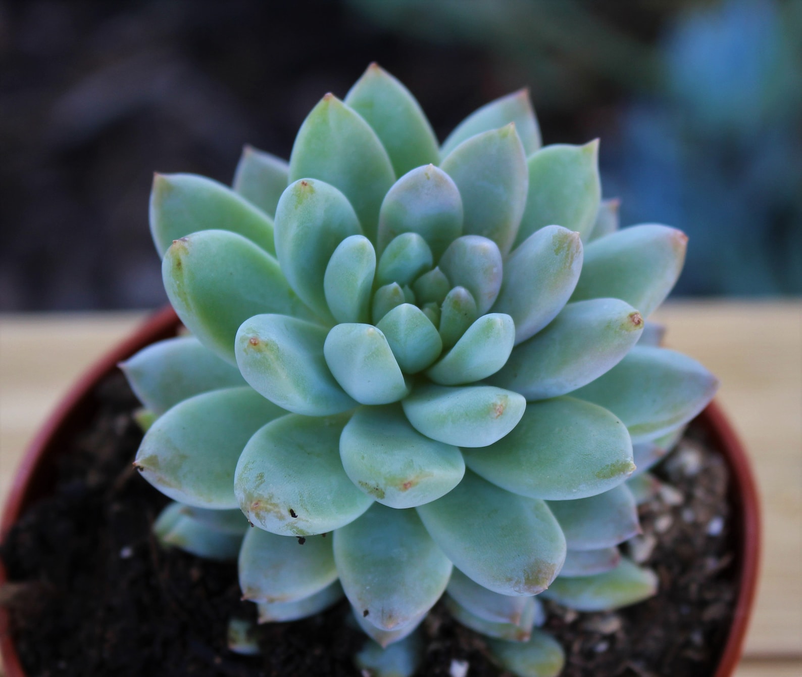 echeveria