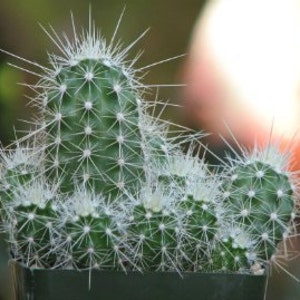 Echinocereus Sanpedroensis Cactus Plant