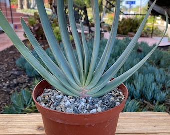 Semi Per Vaso Da Fiori Semi Di Aloe Plicatilis (Fan Aloe) - 5 Semi - Foto 5