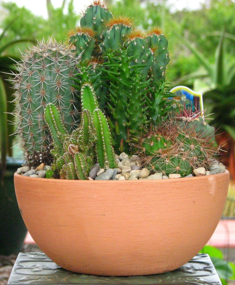 Desert Cactus Dish Garden 10 inch Clay Pot Etsy