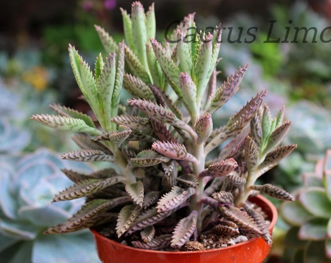 Kalanchoe Tubiflora Succulent Plant