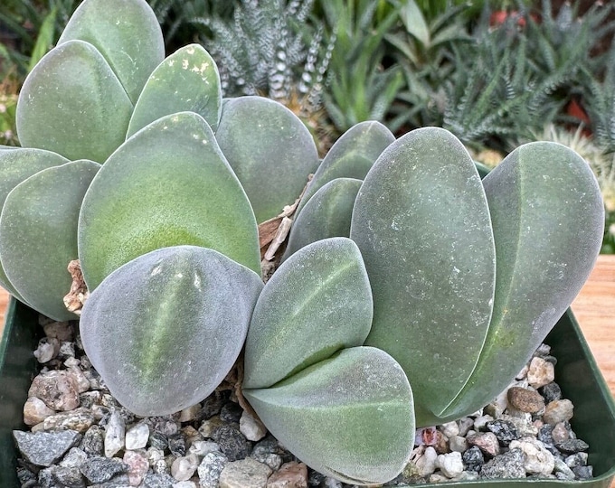 Gibbaeum Dispar  Succulent Plant