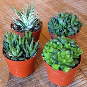 Mixed 4 Haworthia Succulent Plants