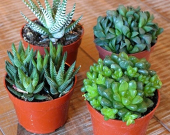 Mixed 4 Haworthia Succulent Plants