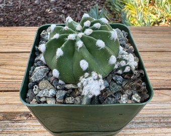 Echinopsis Fuzzy Cactus Plant