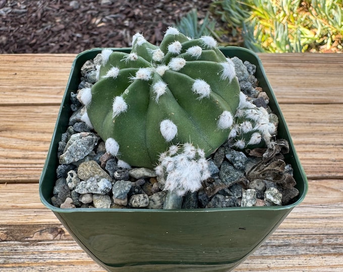 Echinopsis Fuzzy Cactus Plant