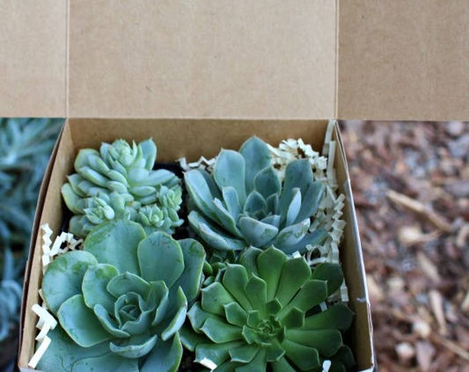 Succulent Rosette Gift Box, 4 Plants