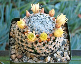 Mammillaria Duwei Cactus Plant baby plant new crop