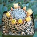 see more listings in the Cactus Plants section