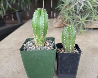 Mexican Fence Post duo Column Plants in 4 and 2 inch pots