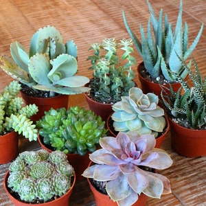 May include: A collection of ten small potted succulents in various shades of green, with one purple succulent. The succulents are arranged in a circle on a wooden surface.