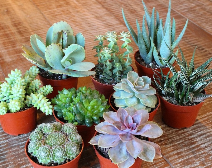 Mixed 9 Succulent Plants in 4 inch pots