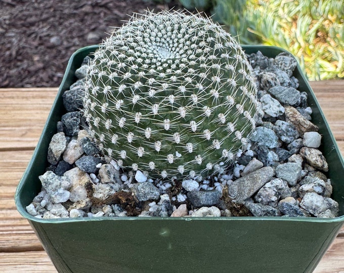 Rebutia Kraziana New Crop Cactus Plant