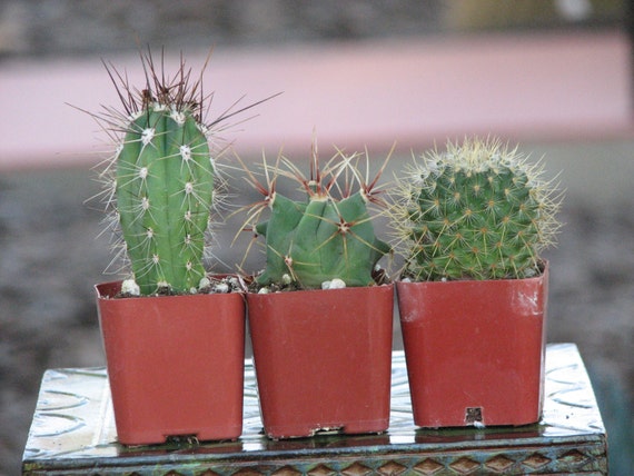 Tiny Cactus Kit - Case of 5