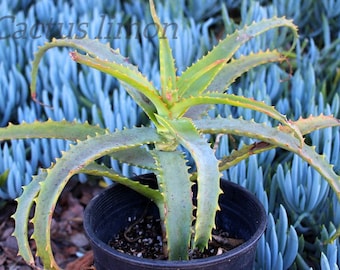 Aloe Spinosisima med Succulent Plant