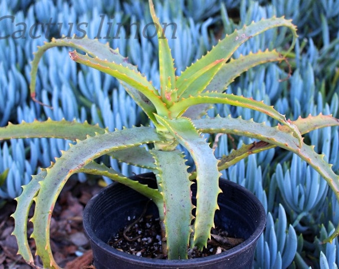 Aloe Spinosisima med Succulent Plant
