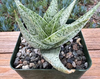 Aloe Mayeri Dorian Black Succulent Plant - Etsy