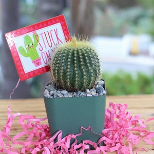 Mini Cactus Plant 2 inch pot "Stuck on You"