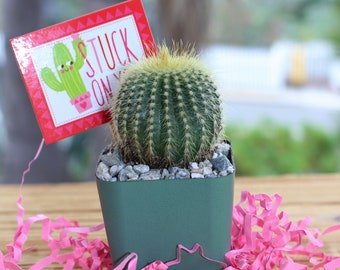 Mini Cactus Plant 2 inch pot "Stuck on You"