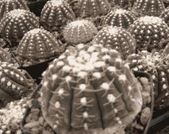 Gymnocalycium Ragonesii Cactus Plant