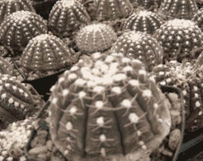 Gymnocalycium Ragonesii Cactus Plant