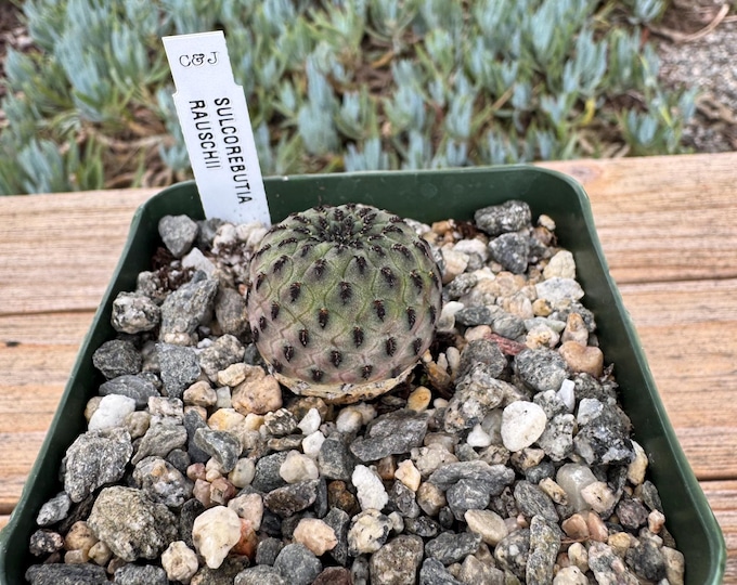 Sulcorebutia Rauschii Cactus Plant