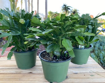Christmas Cactus one Plant 6 inch pot full and green, schlumbergera derenbergii not blooming