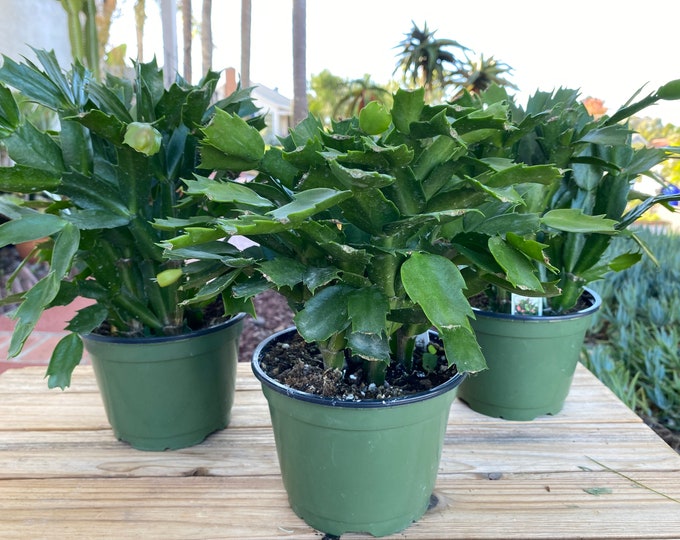 Christmas Cactus one Plant 6 inch pot full and green, schlumbergera derenbergii not blooming